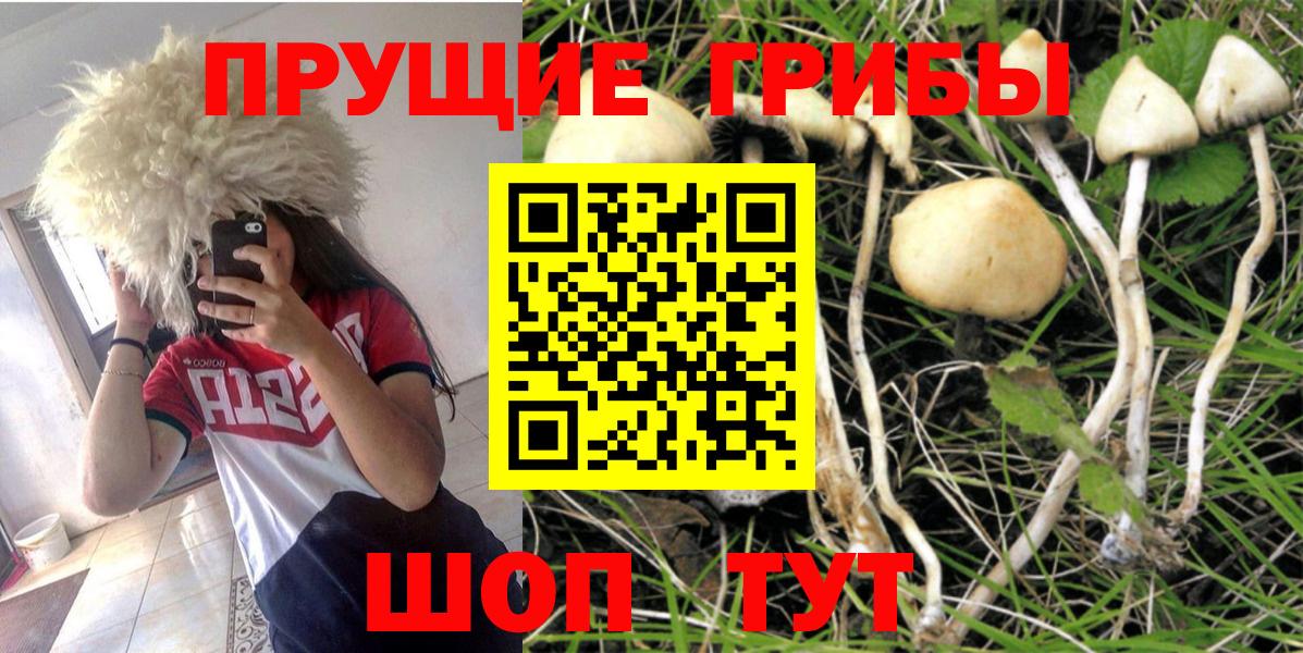 Баксан  Галлюциногенные грибы Psilocybine cubensis  Вход с VPN  Галлюциногенные грибы Cubensis 
