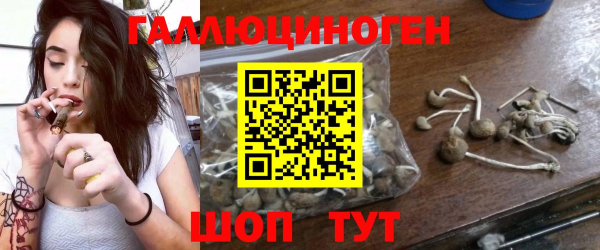 Псилоцибиновые грибы Psilocybine cubensis Баксан
